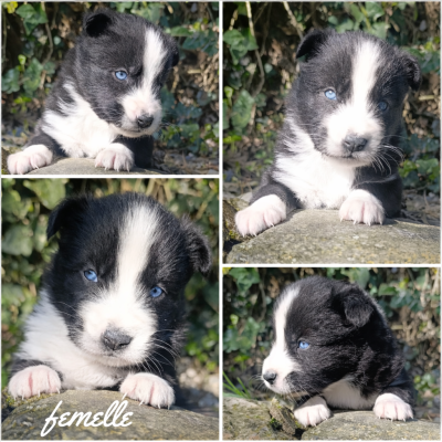 Les chiots de Laika de iakoutie