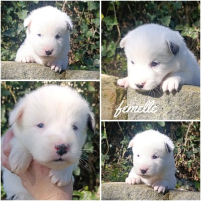 Les chiots de Laika de iakoutie