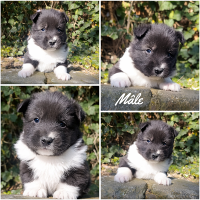 Les chiots de Laika de iakoutie