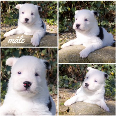 Les chiots de Laika de iakoutie