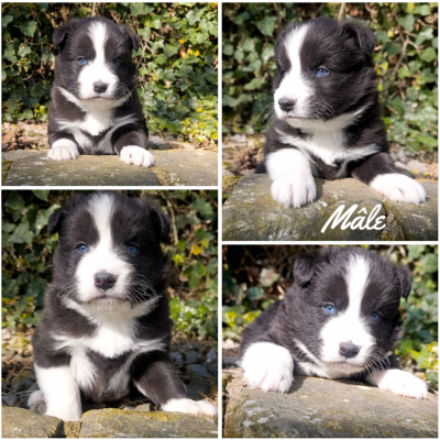 Les chiots de Laika de iakoutie