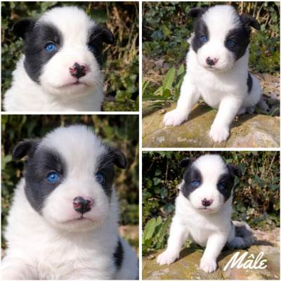 Les chiots de Laika de iakoutie