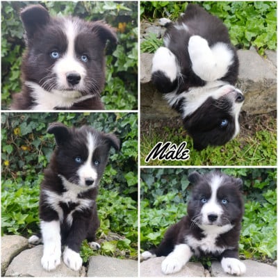 Les chiots de Laika de iakoutie