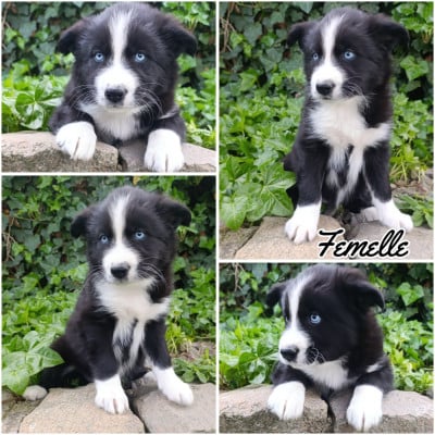 Les chiots de Laika de iakoutie
