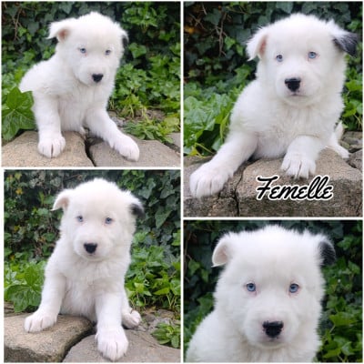 Les chiots de Laika de iakoutie