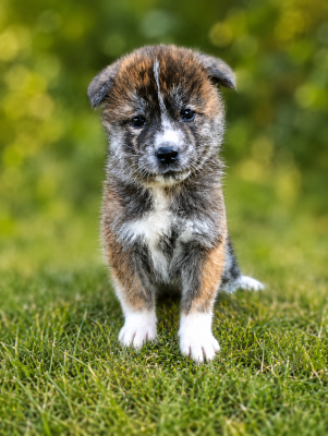 Les chiots de Akita