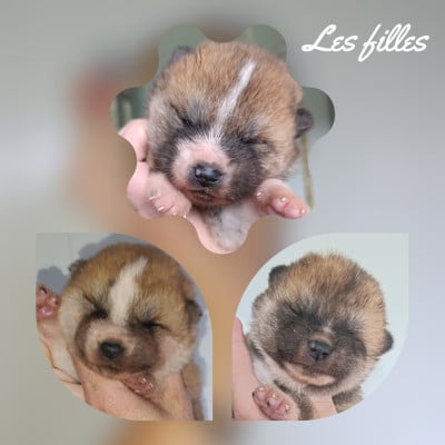 Les chiots de Akita