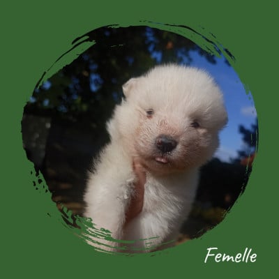 Les chiots de Samoyède