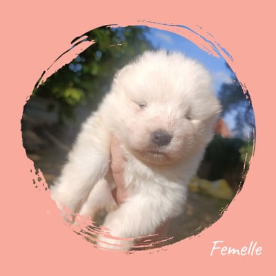 Les chiots de Samoyède