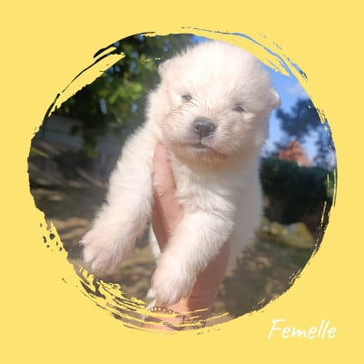 Les chiots de Samoyède