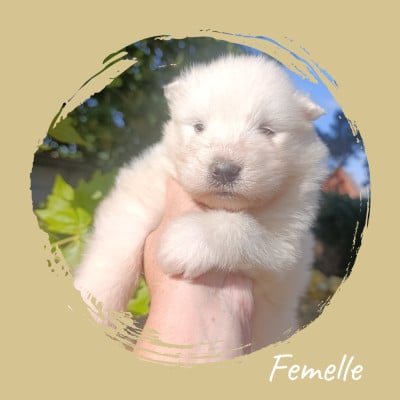 Les chiots de Samoyède