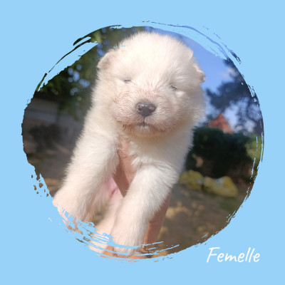 Les chiots de Samoyède