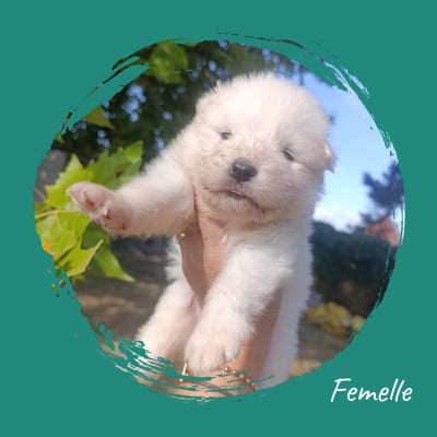 Les chiots de Samoyède