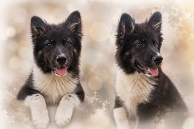 Les chiots de Laika de iakoutie