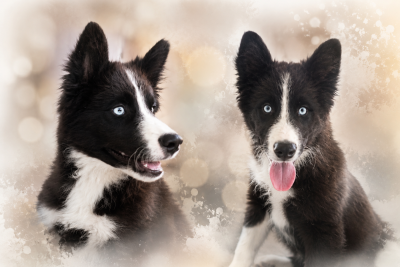 Les chiots de Laika de iakoutie