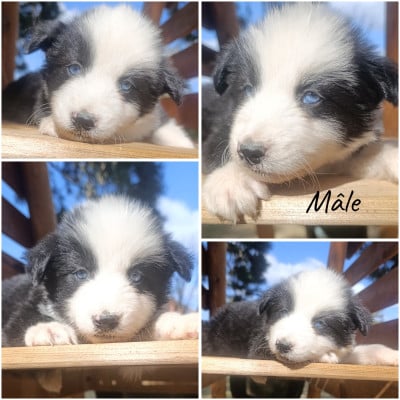 Les chiots de Laika de iakoutie
