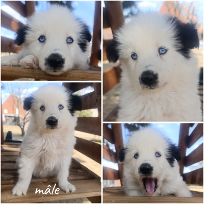 Les chiots de Laika de iakoutie