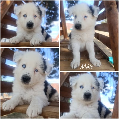 Les chiots de Laika de iakoutie