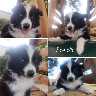 Les chiots de Laika de iakoutie