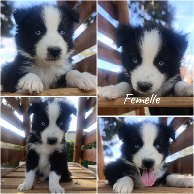 Les chiots de Laika de iakoutie