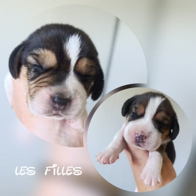 Les chiots de Beagle