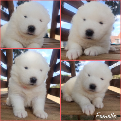 Les chiots de Samoyède