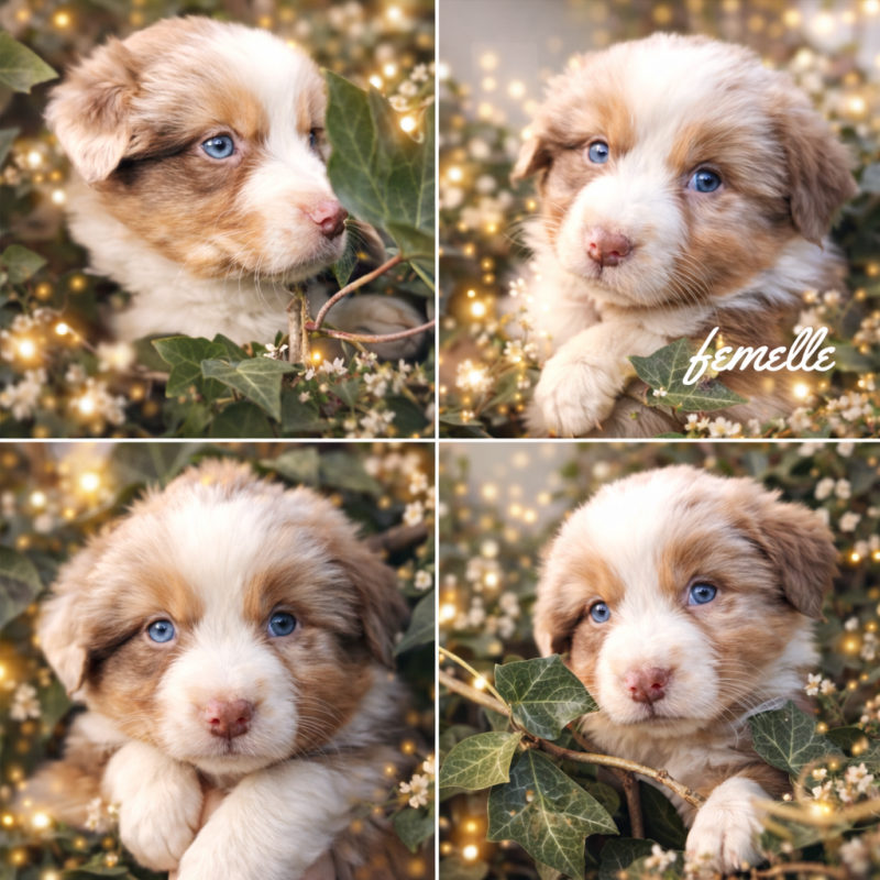 Berger Australien - (Sans Affixe)