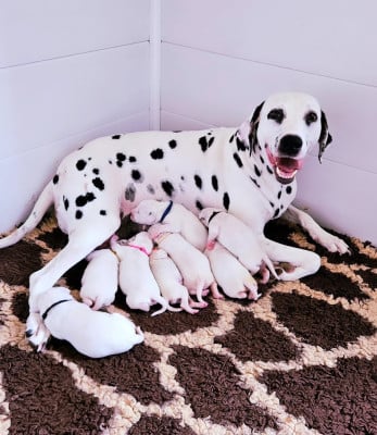 Dalmatien
