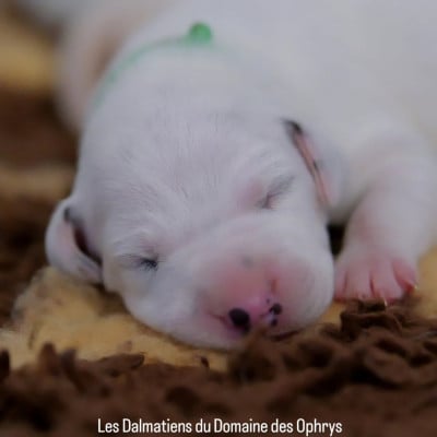 Collier Vert - Dalmatien
