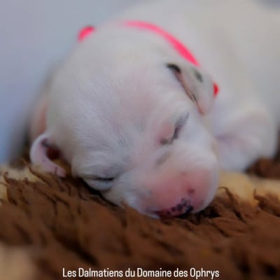 Collier Rose - Dalmatien
