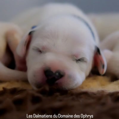 Collier Bleu - Dalmatien