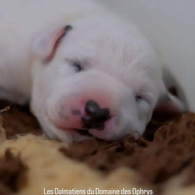 Collier Blanc - Dalmatien