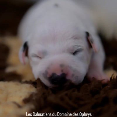 Collier Marron - Dalmatien
