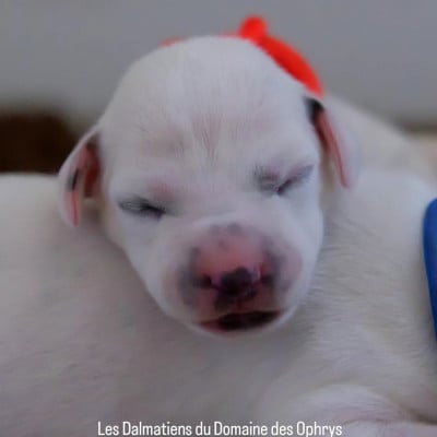 Collier Orange - Dalmatien
