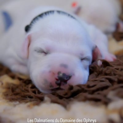 Collier Noir - Dalmatien