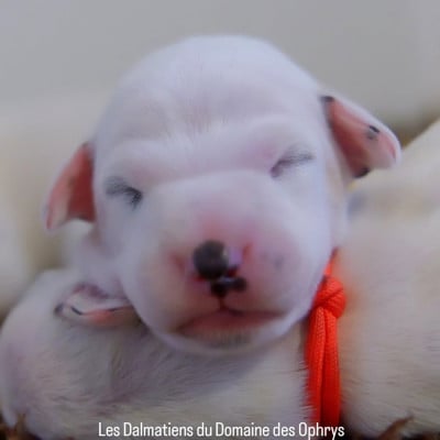 Les chiots de Dalmatien