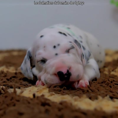 Les chiots de Dalmatien