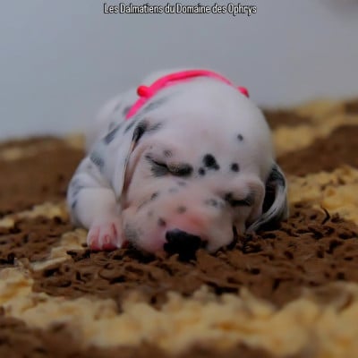 Les chiots de Dalmatien