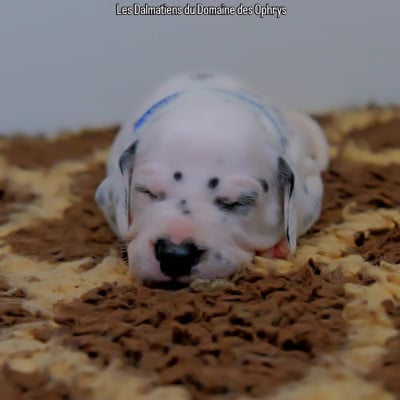 Les chiots de Dalmatien