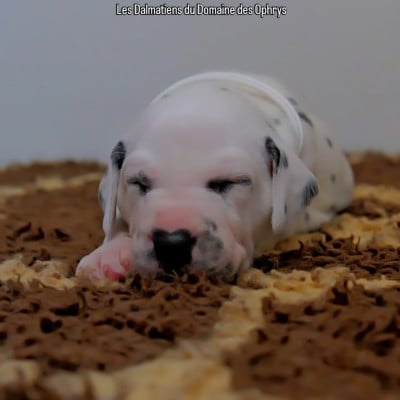 Les chiots de Dalmatien