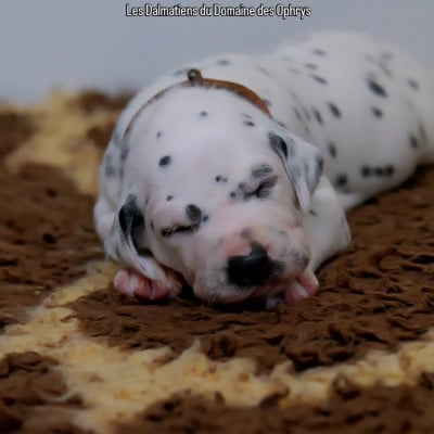 Les chiots de Dalmatien