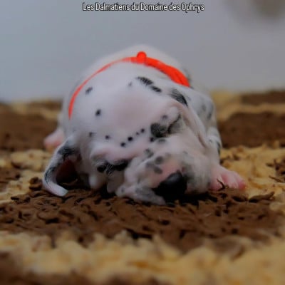 Les chiots de Dalmatien
