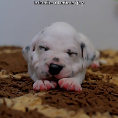 Les chiots de Dalmatien