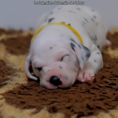 Les chiots de Dalmatien