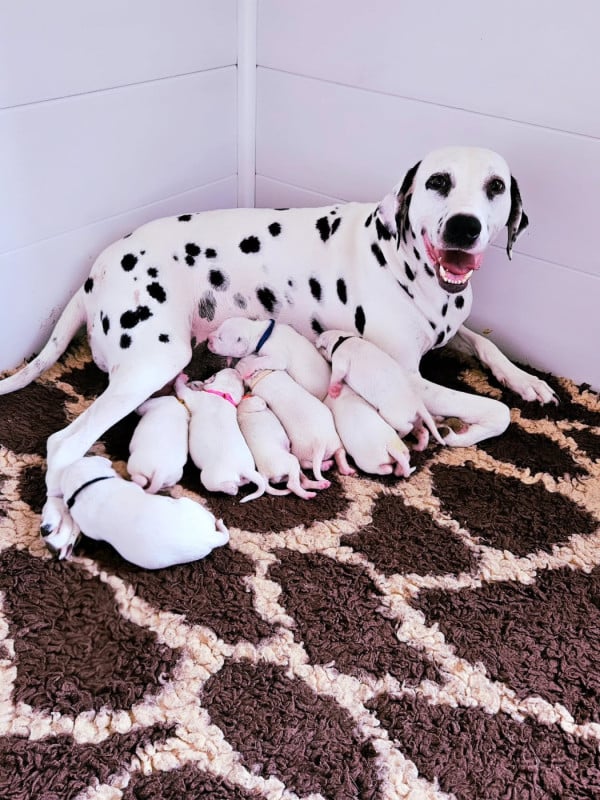 Dalmatien - Du Domaine Des Ophrys