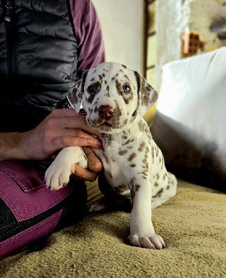 Dalmatien - Du Domaine Des Ophrys