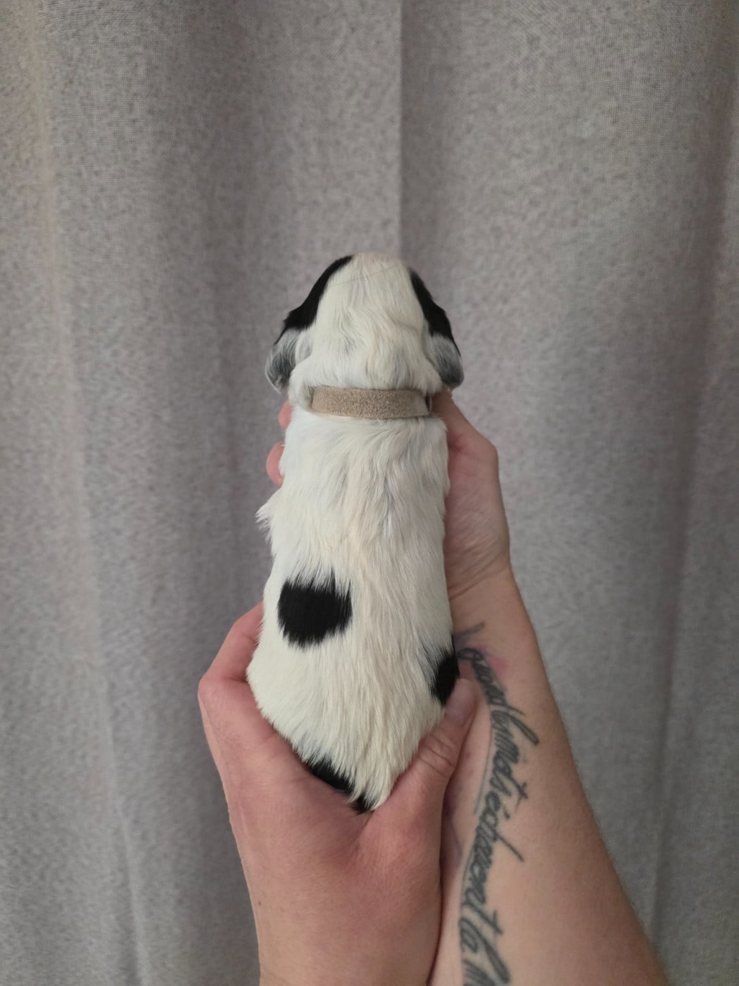 Collier blanc