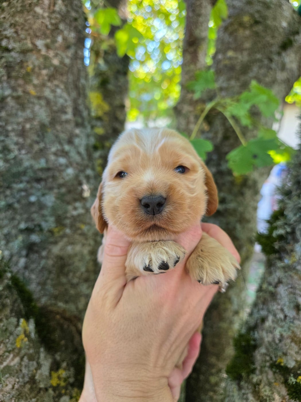 CHIOT 4