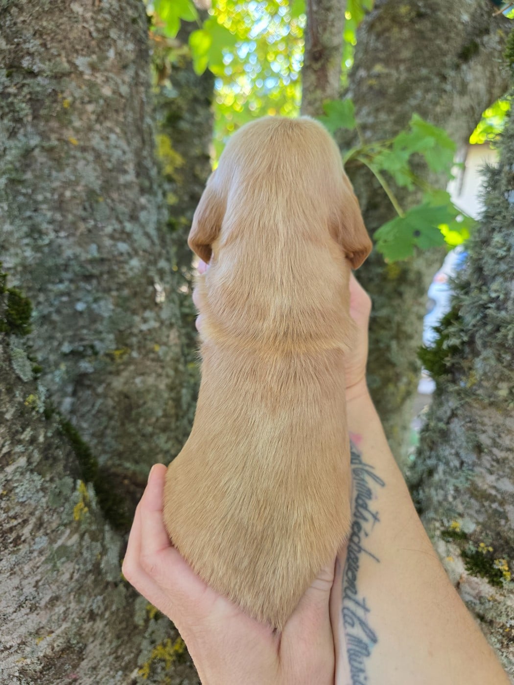 CHIOT 4