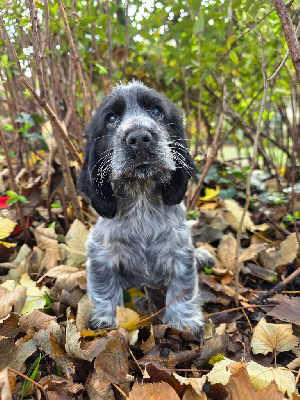 Les chiots de Cocker Spaniel Anglais